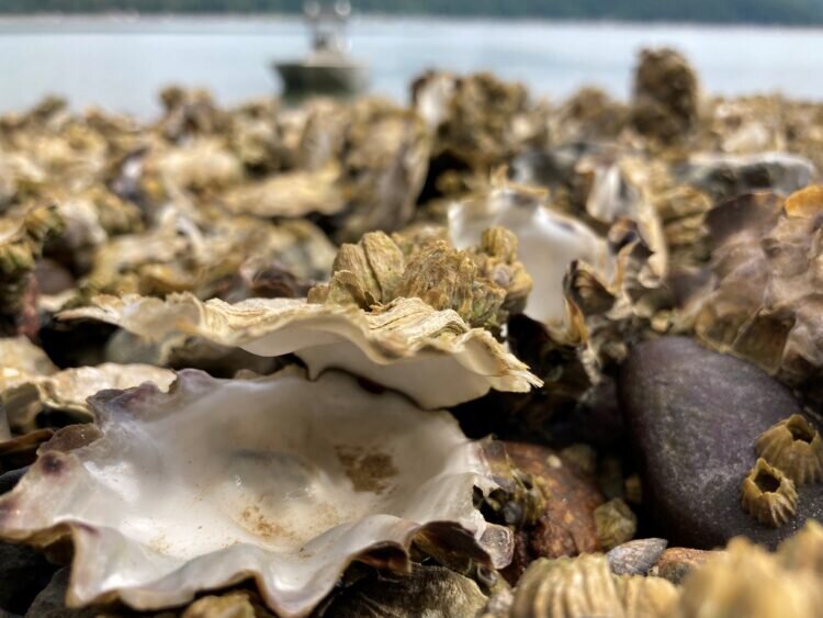 Heat wave of 2021 created 'perfect storm' for shellfish die-off