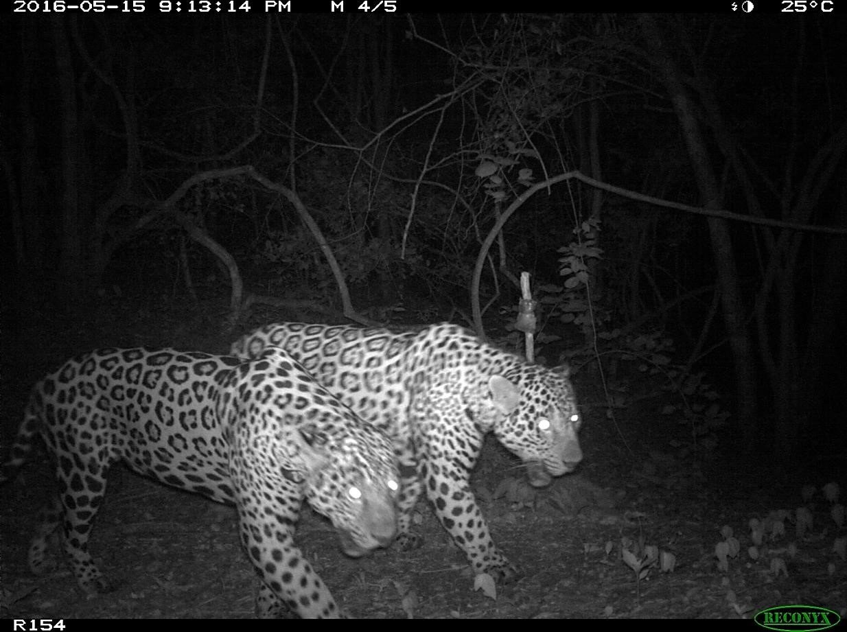 Jaguar, Species
