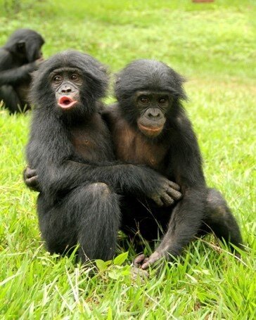 Los bonobos se consuelan con los espectadores al producir signos de ‘bebé’ para expresar su angustia emocional