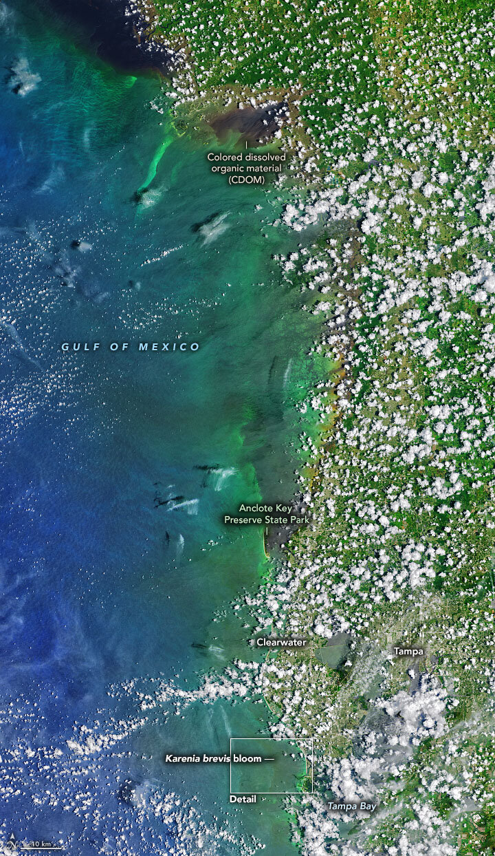 New study links red tides and dead zones off west coast of Florida