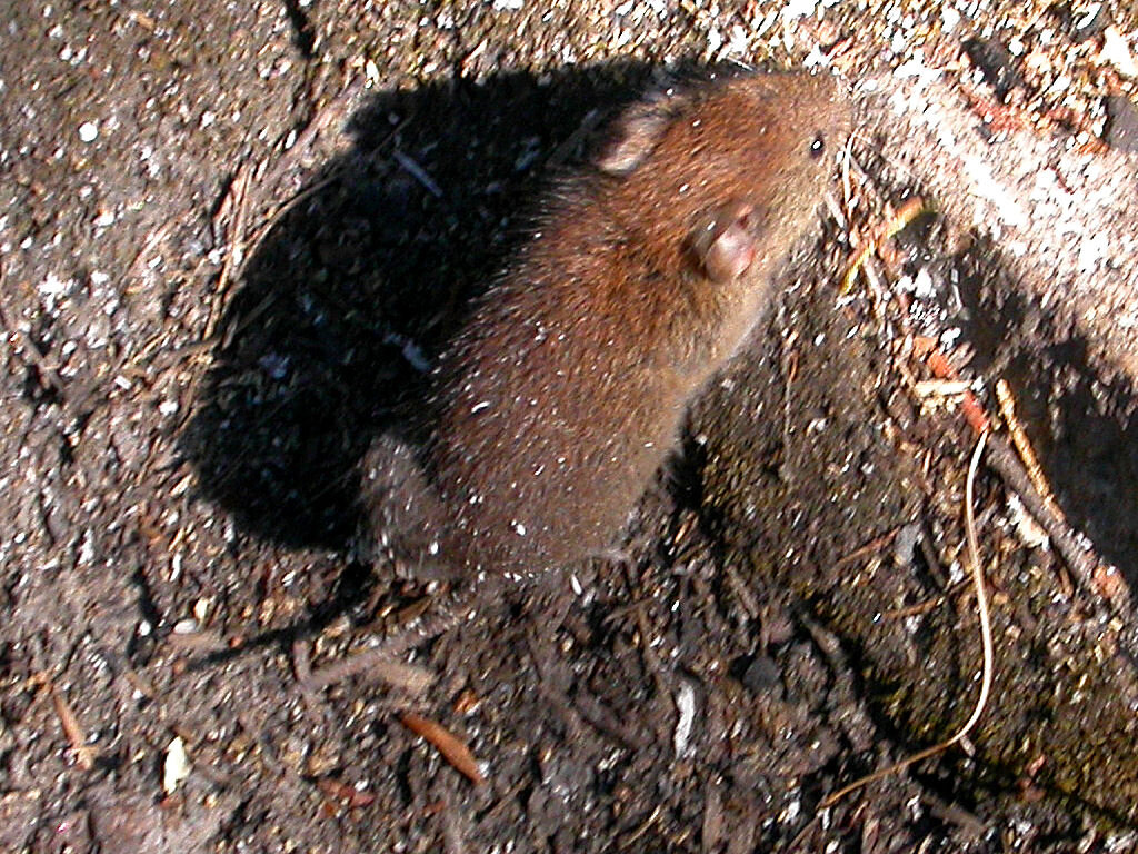 Newly discovered coronavirus common in bank voles