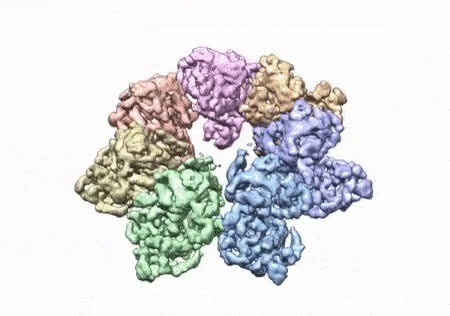 photo of Research team first to develop 3D structure of twinkle protein image