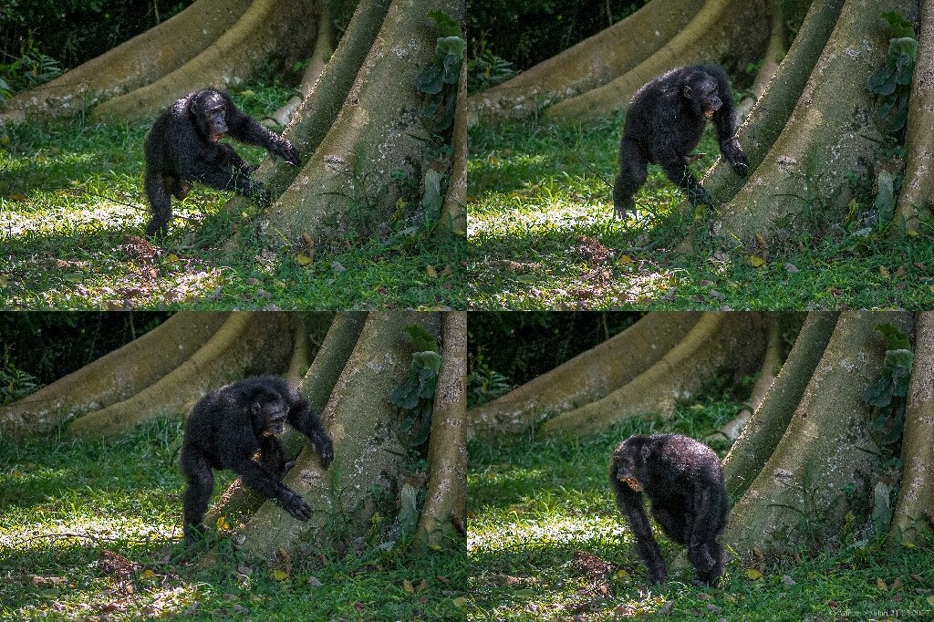 Roots rock: Chimpanzees drum to their own signature beats