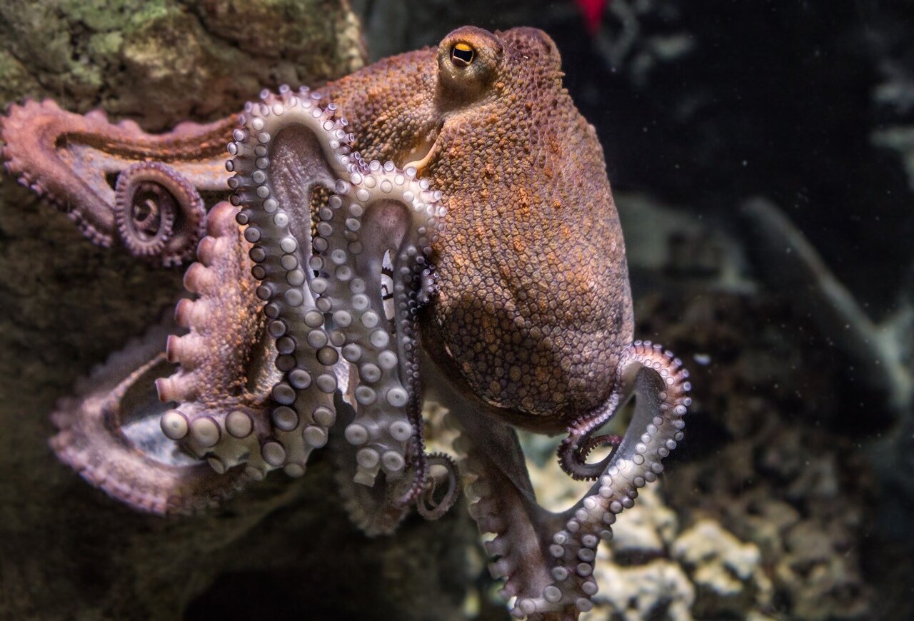 Farm-bred octopus: A benefit to the species or an act of cruelty?