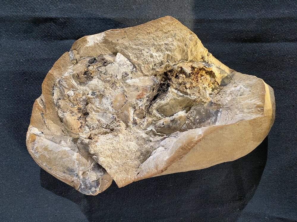 #Oldest vertebrate fossil heart ever found tells a 380 million-year-old story of evolution