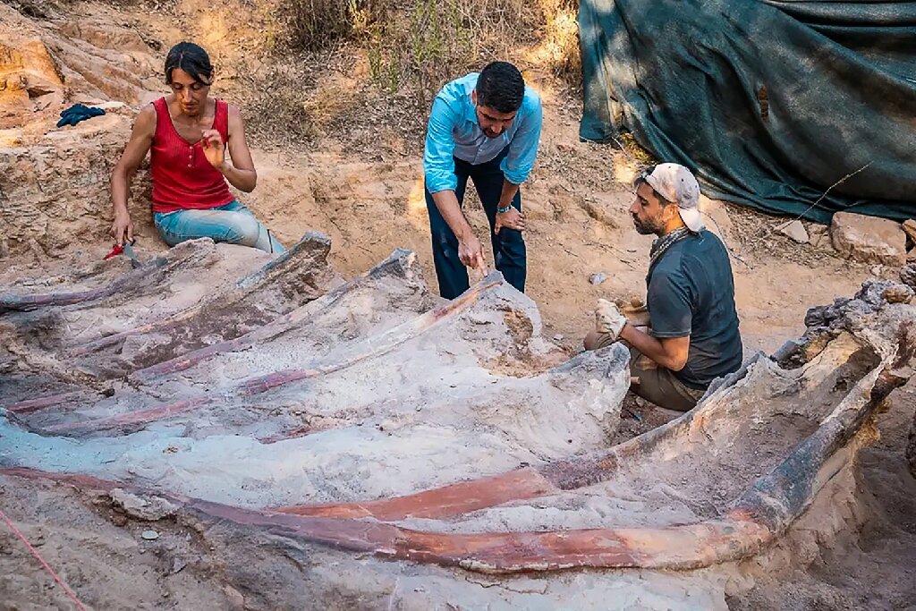 Esqueleto de dinossauro gigante é desenterrado em Portugal