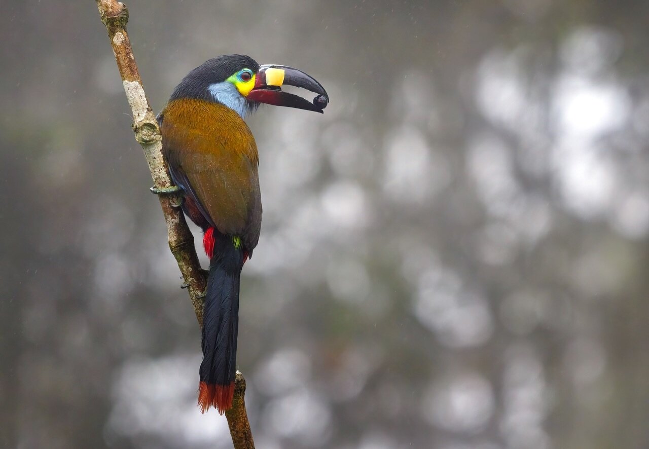 What Bird Beaks Say About Tropical Biodiversity