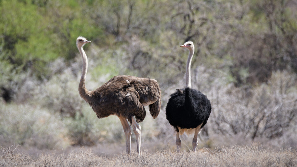 Ostriches can adapt to heat or cold, but not both
