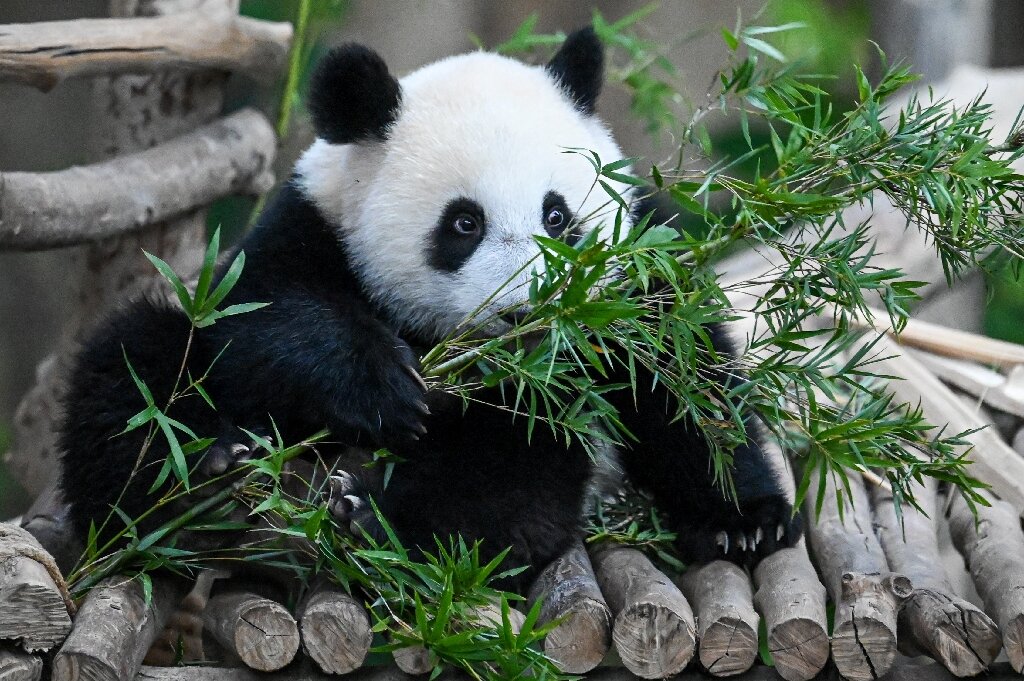 photo of Fossil discovery solves mystery of how pandas became vegetarian image