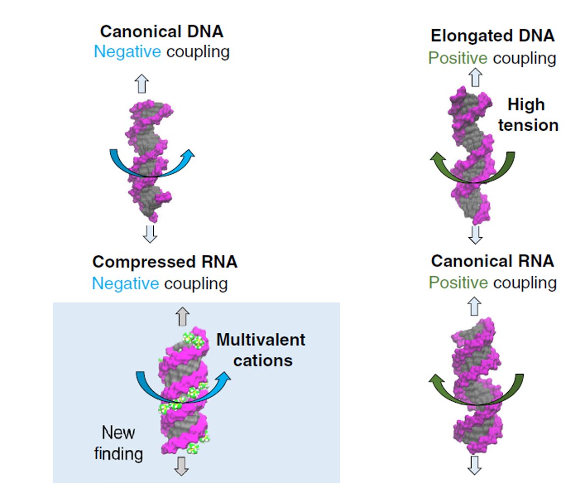 Physical mechanisms explaining DNA and RNA twist changes
