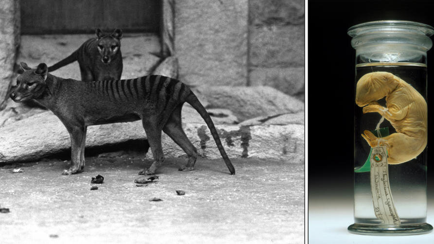 Tasmanian tiger DNA 'lives' again