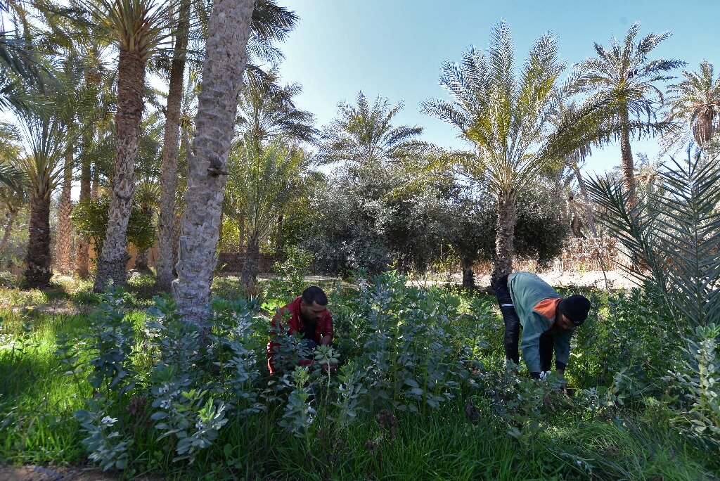 Tunisian eco-pioneers battle to save Sahara oasis life