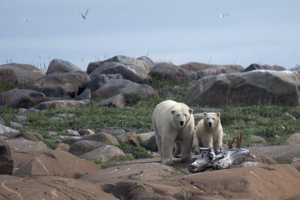 Climate change study in Canada's Hudson Bay thwarted by climate
