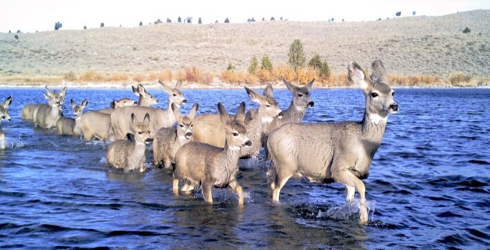 Predicting migration pathways of mule deer without GPS collars