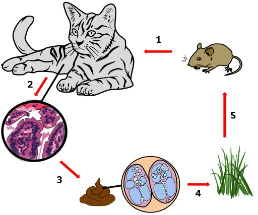 Propagation of parasite in toxoplasmosis host cell stopped - Phys.org