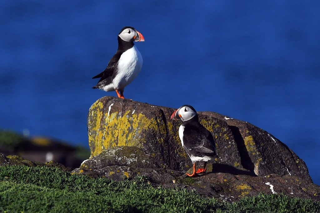 #Decline in North Sea puffins causes concern