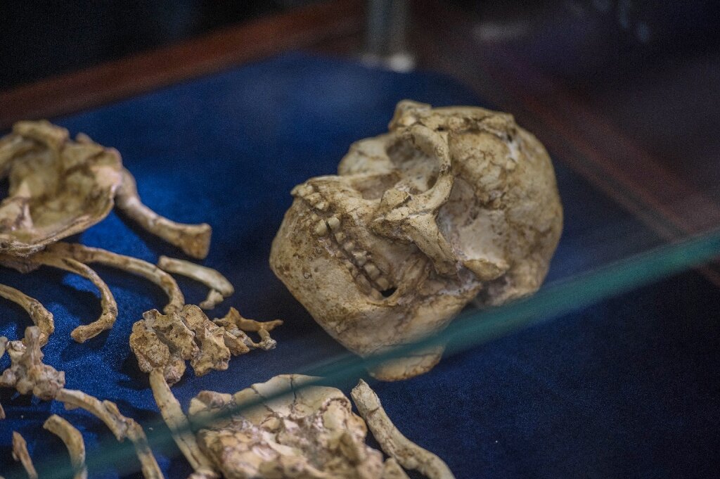 photo of Early human ancestors one million years older than thought image