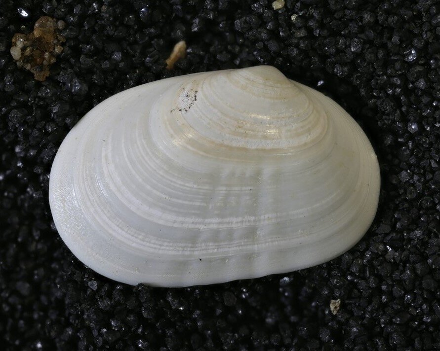 Rare fossil clam discovered alive