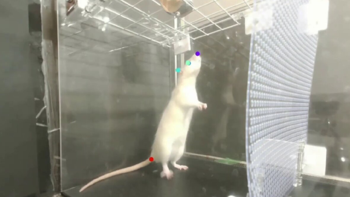 Rats bopping to the beat in video demonstrate innate beat synchronization  in animals for the first time