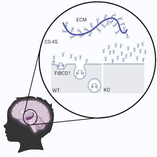 Nowo zidentyfikowany gen receptora FIBCD1 w zaburzeniach neurorozwojowych