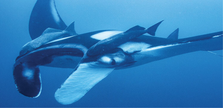 Red Sea may have a nursery for oceanic manta rays