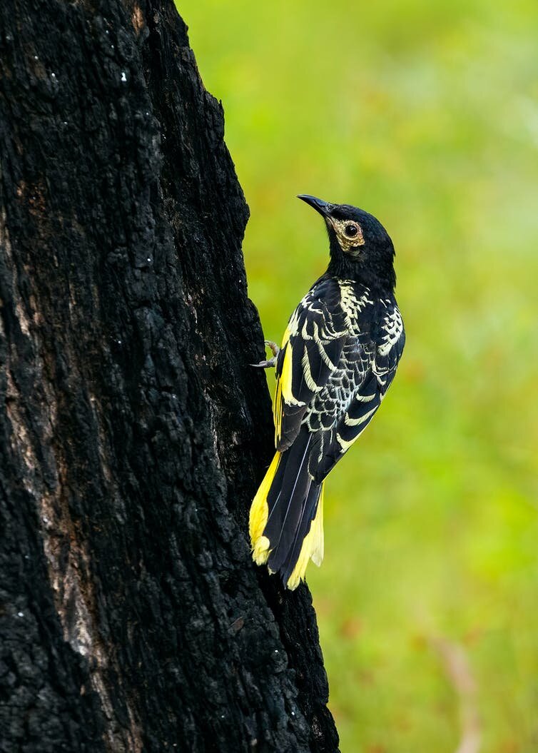 photo of Regent honeyeaters were once kings of flowering gums but are now on the edge of extinction image