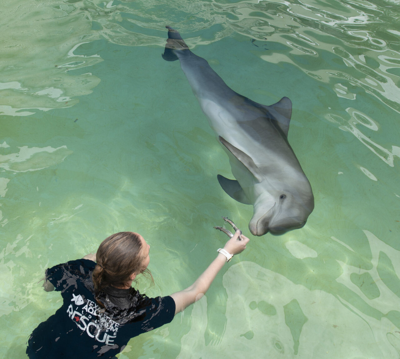 GetBackers  Dolphin Sanctuary II