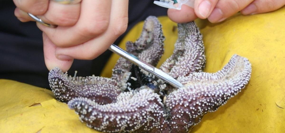 Oregon researchers develop new treatment for endangered sea stars