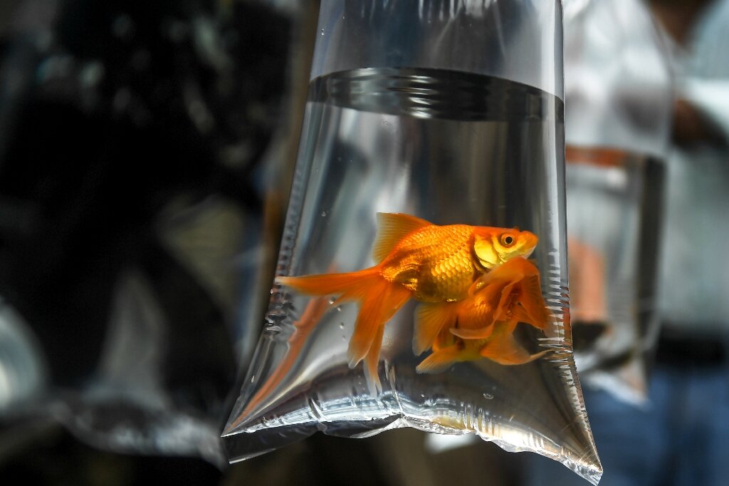 Goldfish can drive fish tank on wheels, Israel study finds