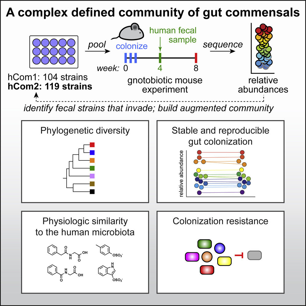 Researchers construct most complex, complete synthetic microbiome