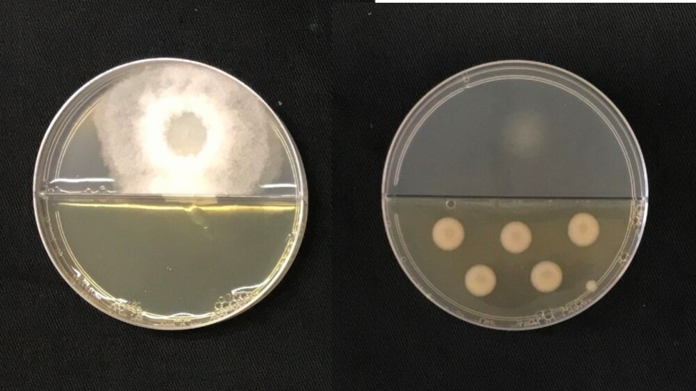 Making Bioethanol with Both Fungi and Bacteria