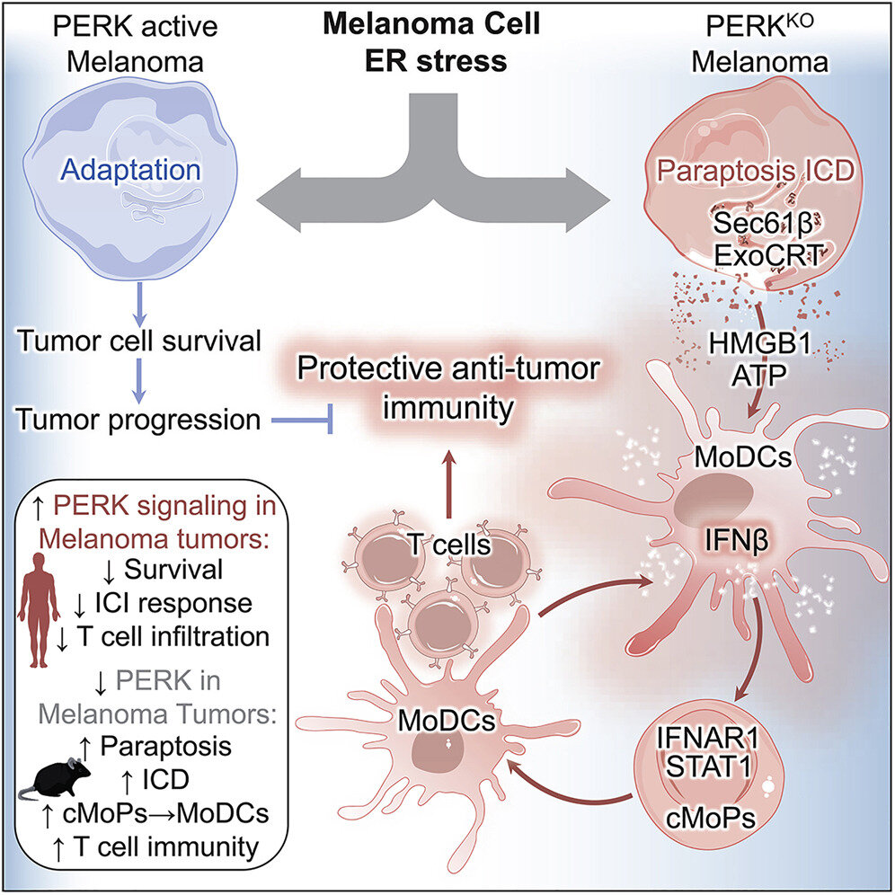 #Researchers discover connection between stress-activated signaling and immune cell evasion in melanoma
