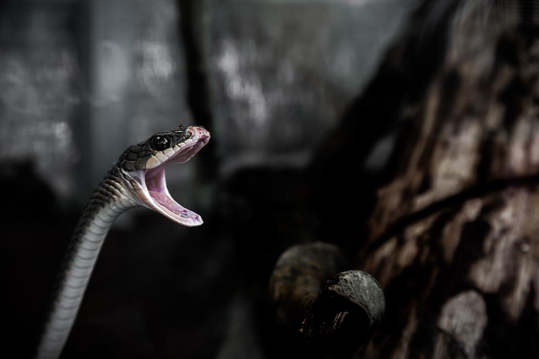 Researchers discover controversial four-legged 'snake' is a different  ancient animal