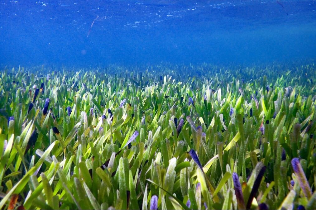 Largest plant on Earth is 4,500 years old: A 180 km seagrass field found to be o..