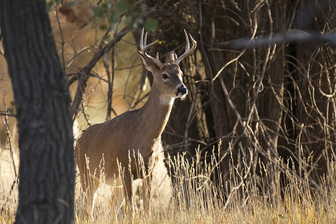 Researchers identify SARS-CoV-2 variant in white-tailed deer, evidence of deer-t..