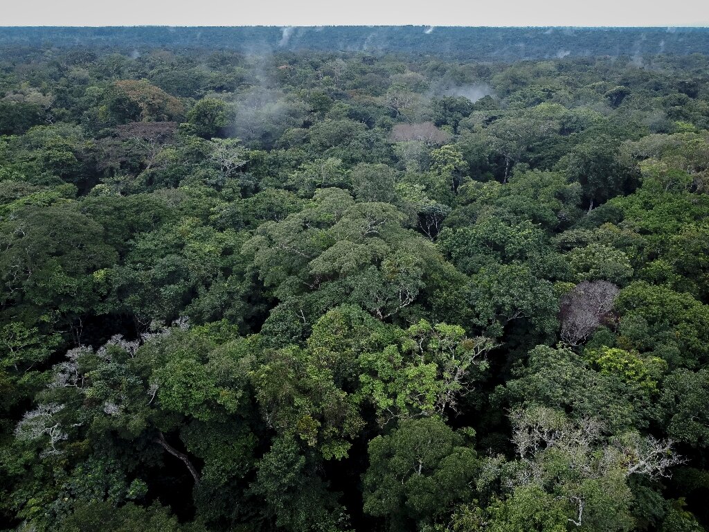 Discovering the forest wonders of Africa, and the threats they face