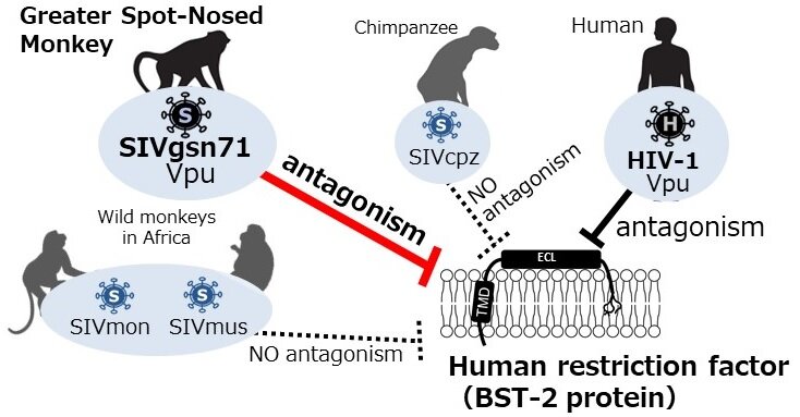 #Resourceful viral protein combats monkey and human defenses differently