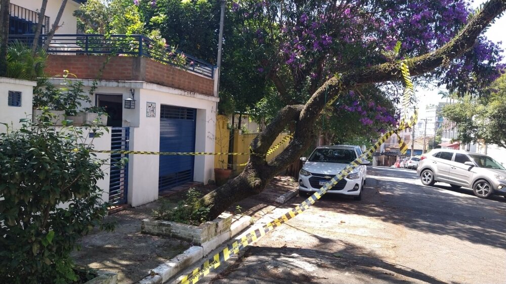 Risk of urban tree falls in So Paulo is influenced by building height and neighborhood age, study shows