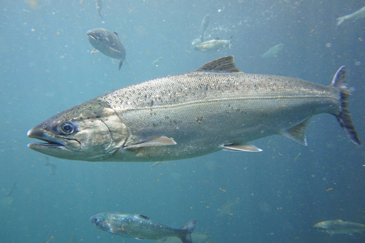 Safety in numbers' tactic keeps Pacific salmon safe from predators