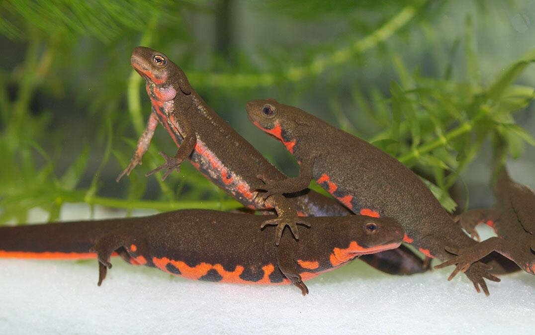 Salamander species can regenerate its skin without scars