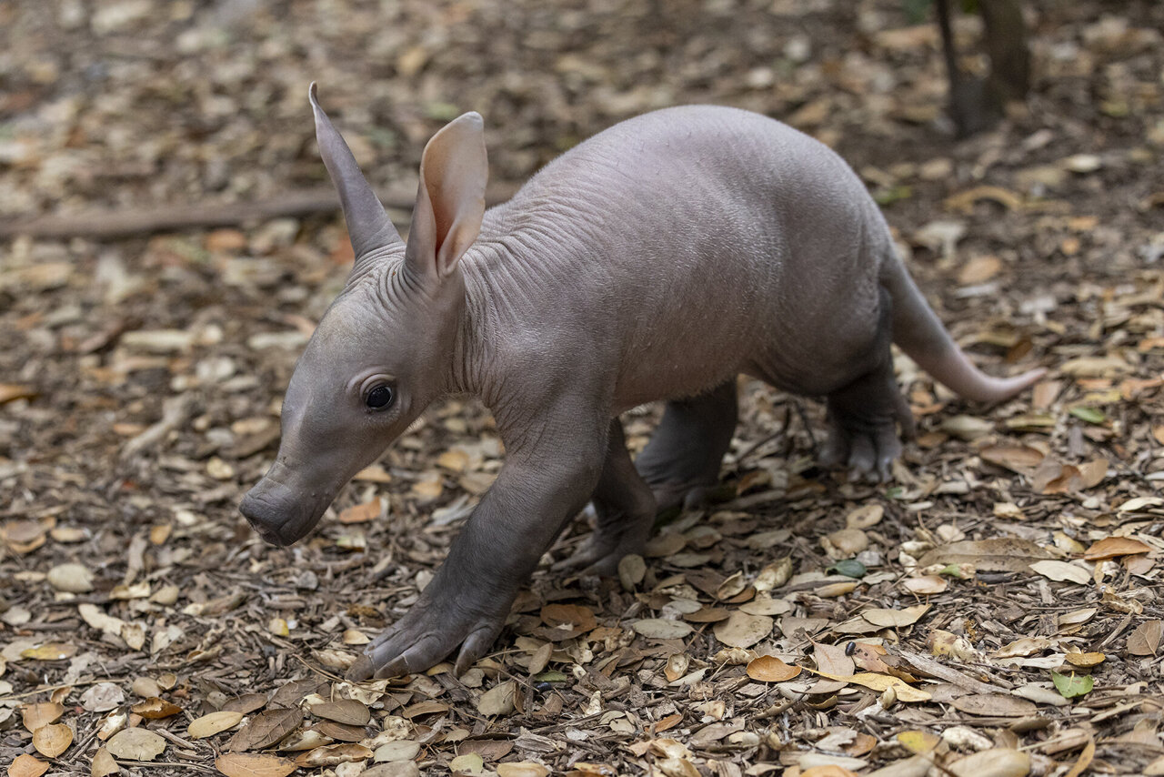 San Diego Zoo welcomes 1st aardvark birth in years