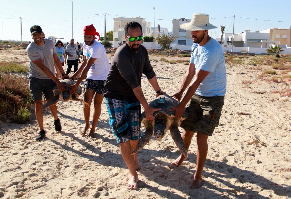 #Turtles freed in Tunisia with tracking monitor