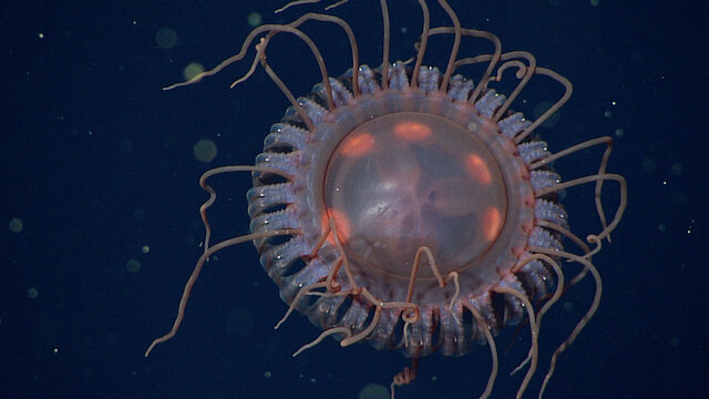 Scientists discover a new species of deep-sea crown jelly in Monterey Bay