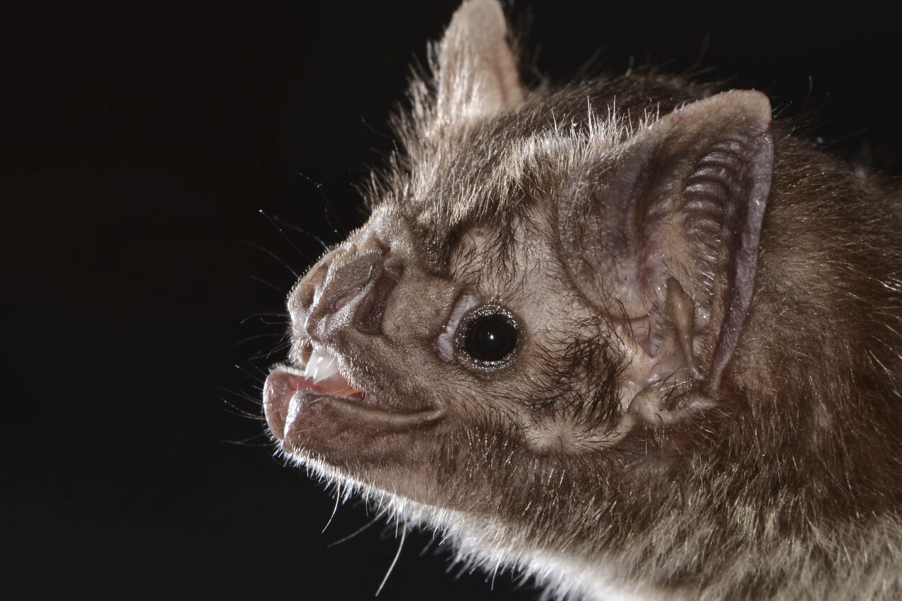 Los científicos descubren cómo los murciélagos vampiros adquirieron el gusto por la sangre