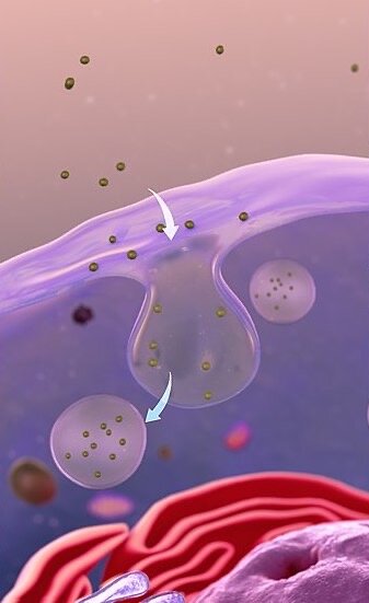 Scientists identify 'bottleneck' in drug delivery pathways in stem cells