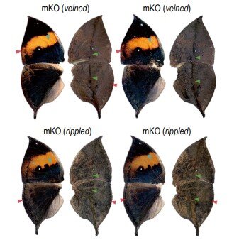 Scientists now understand the genetics responsible for leaf mimicry in butterfly..