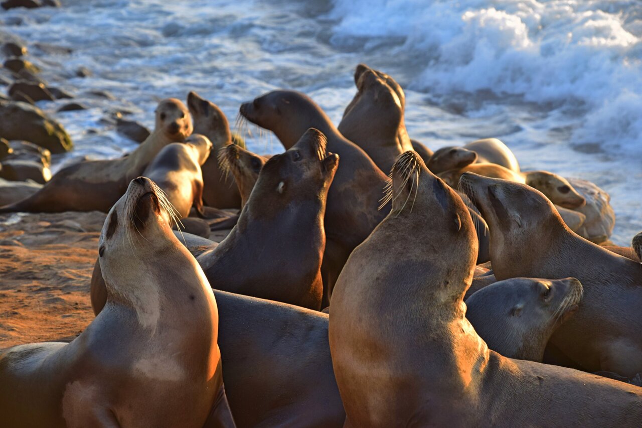 21 sea lions found dead on California coast are a mystery in an