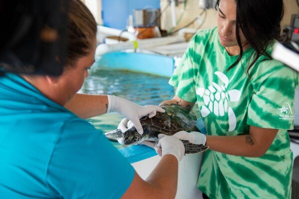 photo of Sea turtle conservation gets boost from new DNA detection method image