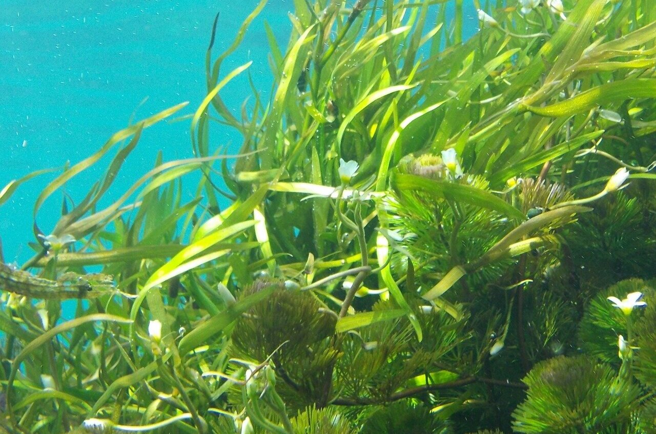 Bubble Seaweed Tropical Fish