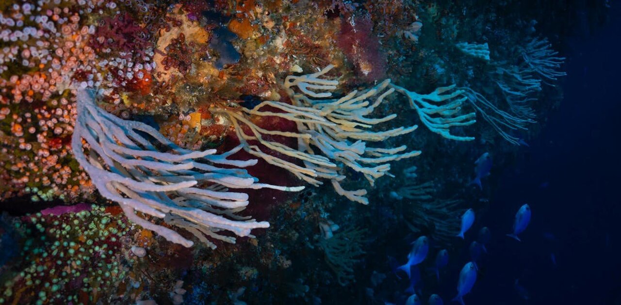Millions of sea sponges are dying in unprecedented event •